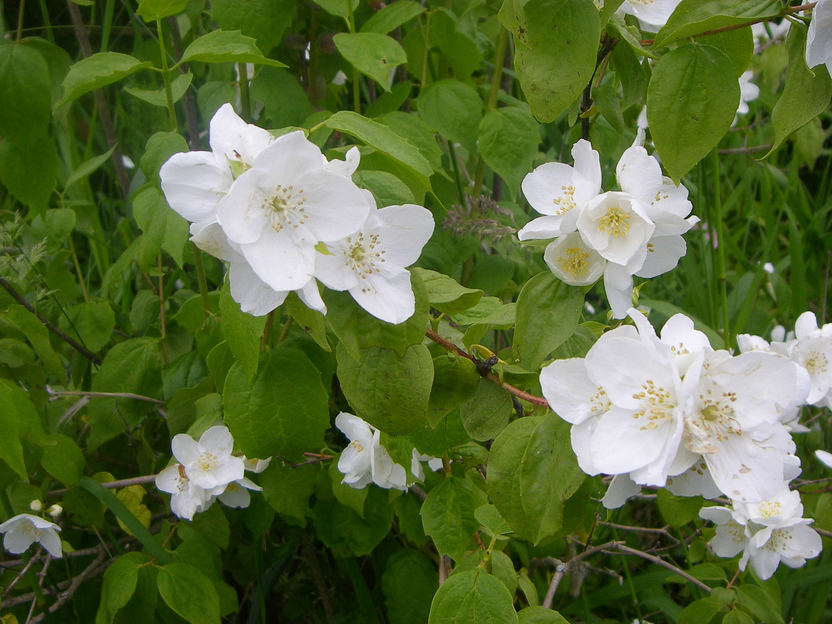 Imagem de Philadelphus lewisii Pursh