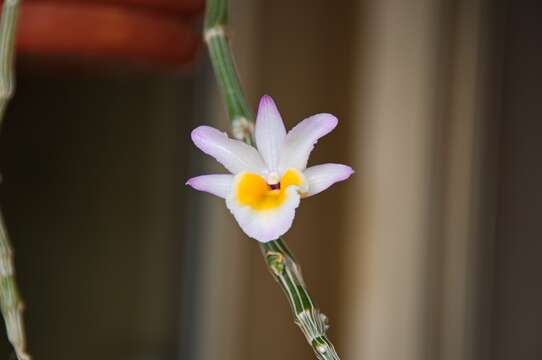 Image of Shoe-lipped Dendrobium