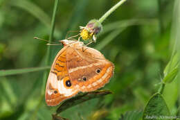 Plancia ëd Junonia evarete Cramer 1782