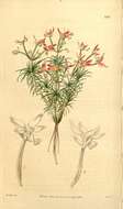Sivun Stylidium bulbiferum Benth. kuva