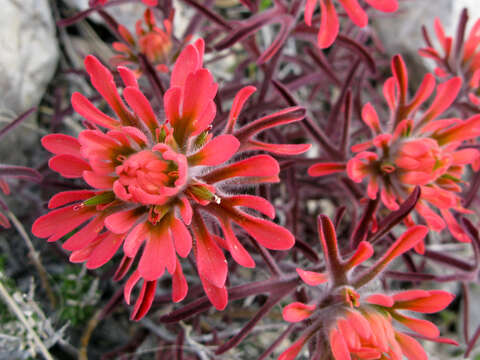 Imagem de <i>Castilleja foliosa</i>