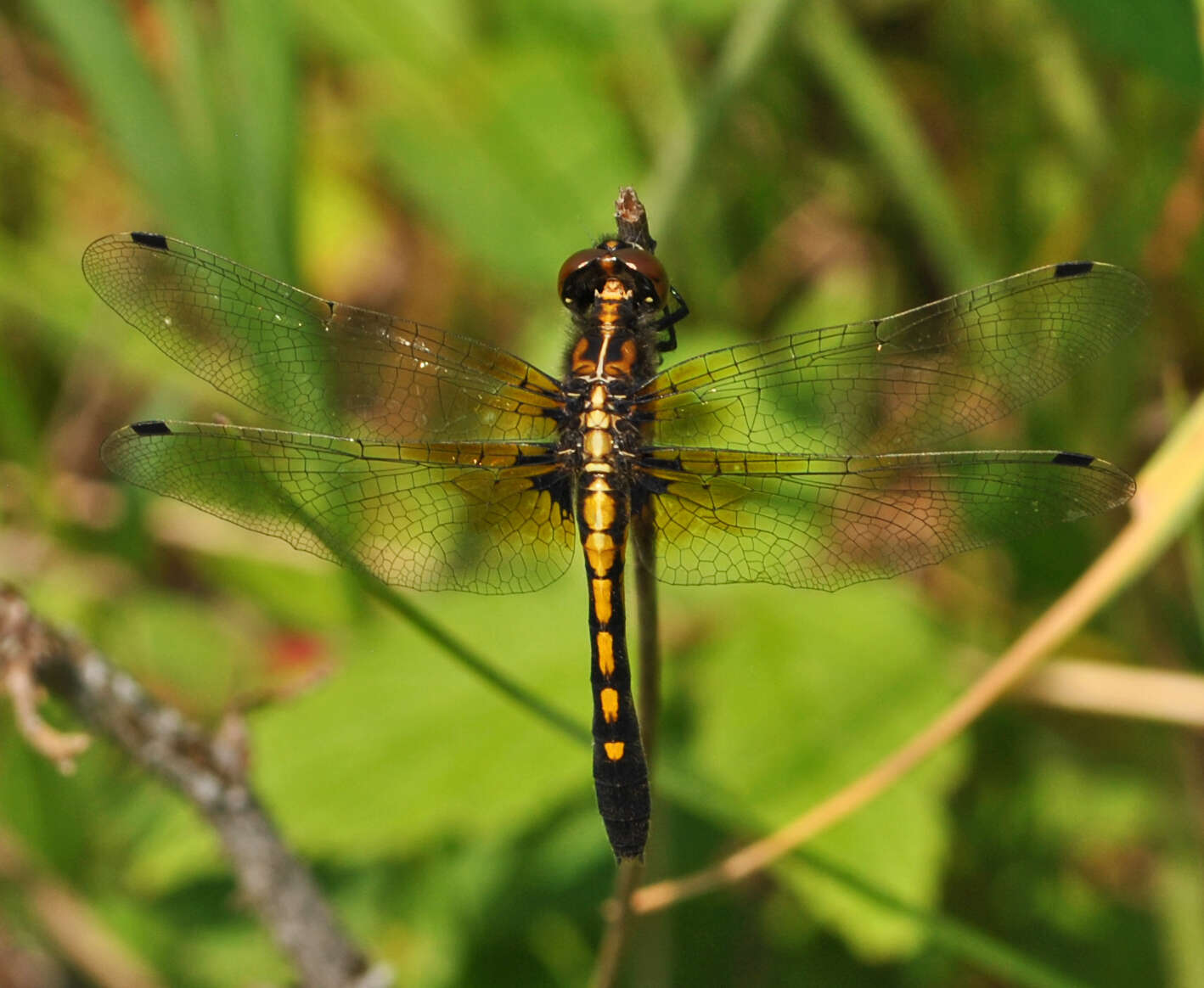 Image of Leucorrhinia Brittinger 1850