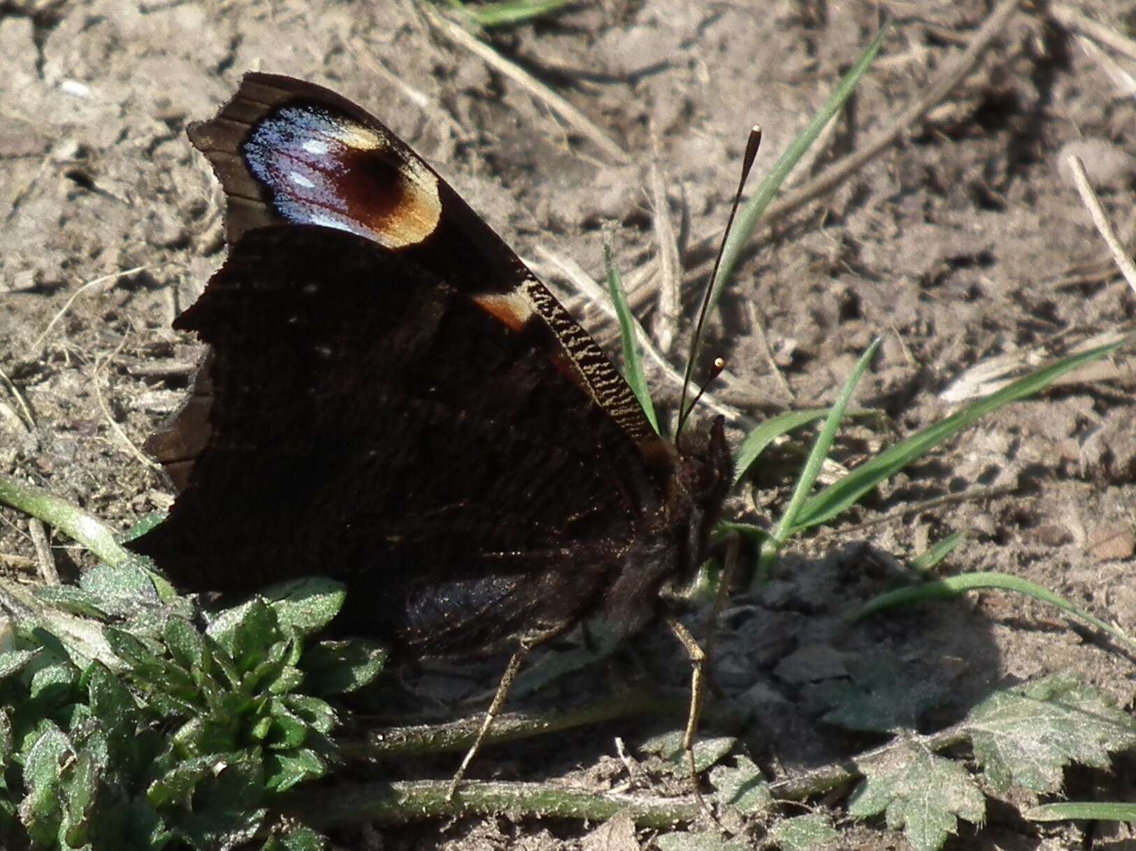 Imagem de Nymphalidae