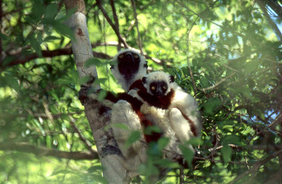 Image of Coquerel's Sifaka