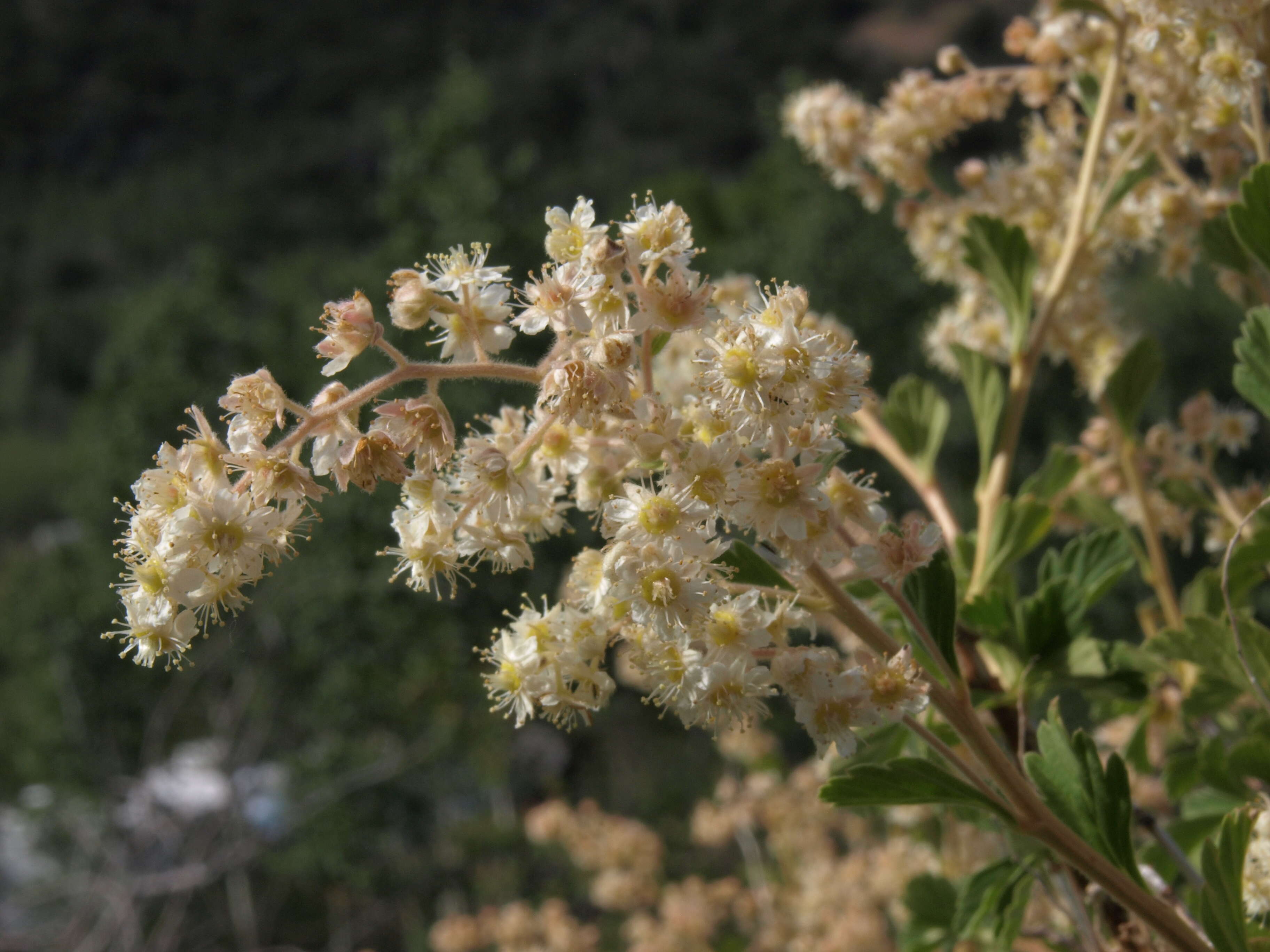 Image of oceanspray