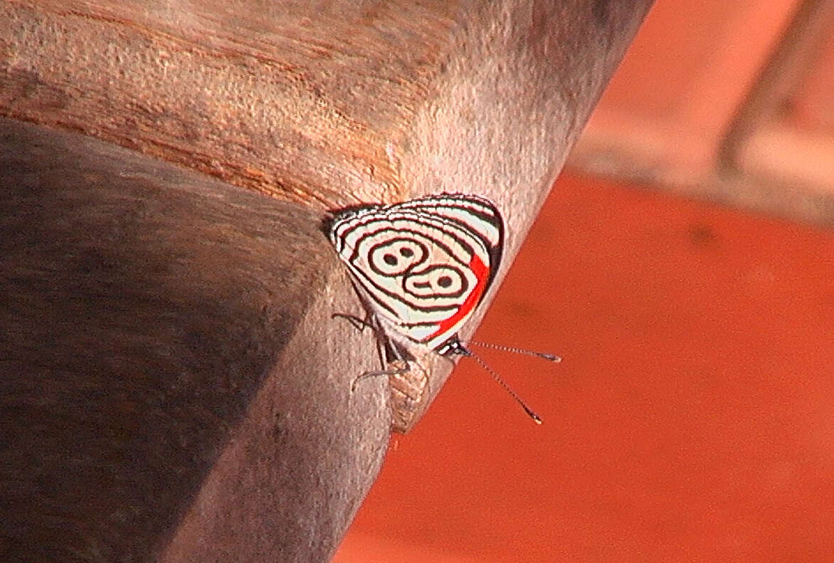 صورة Diaethria neglecta Salvin 1869