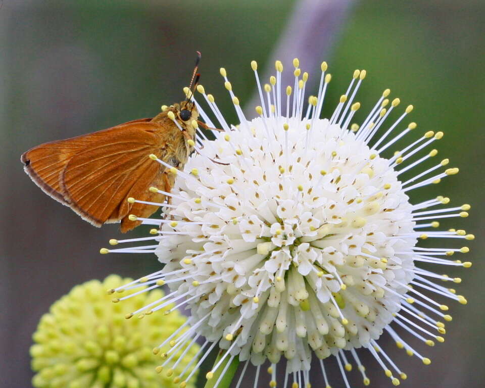 Image of Byssus Skipper