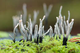 Image of Candle-snuff Fungus