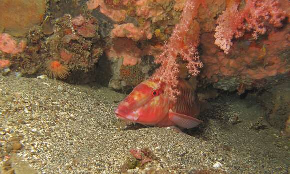 Image of Cinnabar goatfish