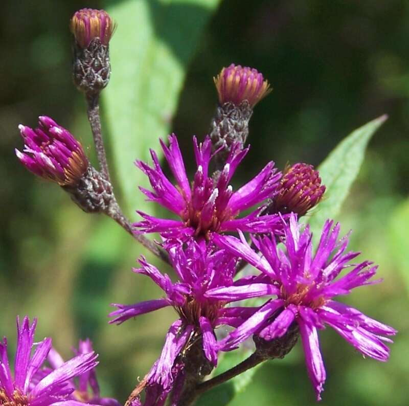 Image of ironweed