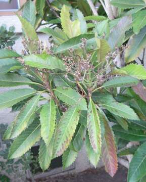 Image of Loquats