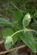 Image of Potentilla carniolica A. Kerner