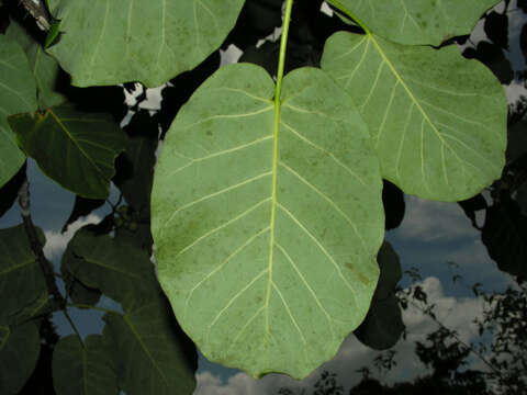 Image of Ficus nymphaeifolia Mill.