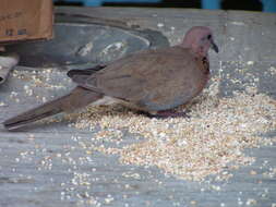 صورة <i>Streptopelia senegalensis</i>