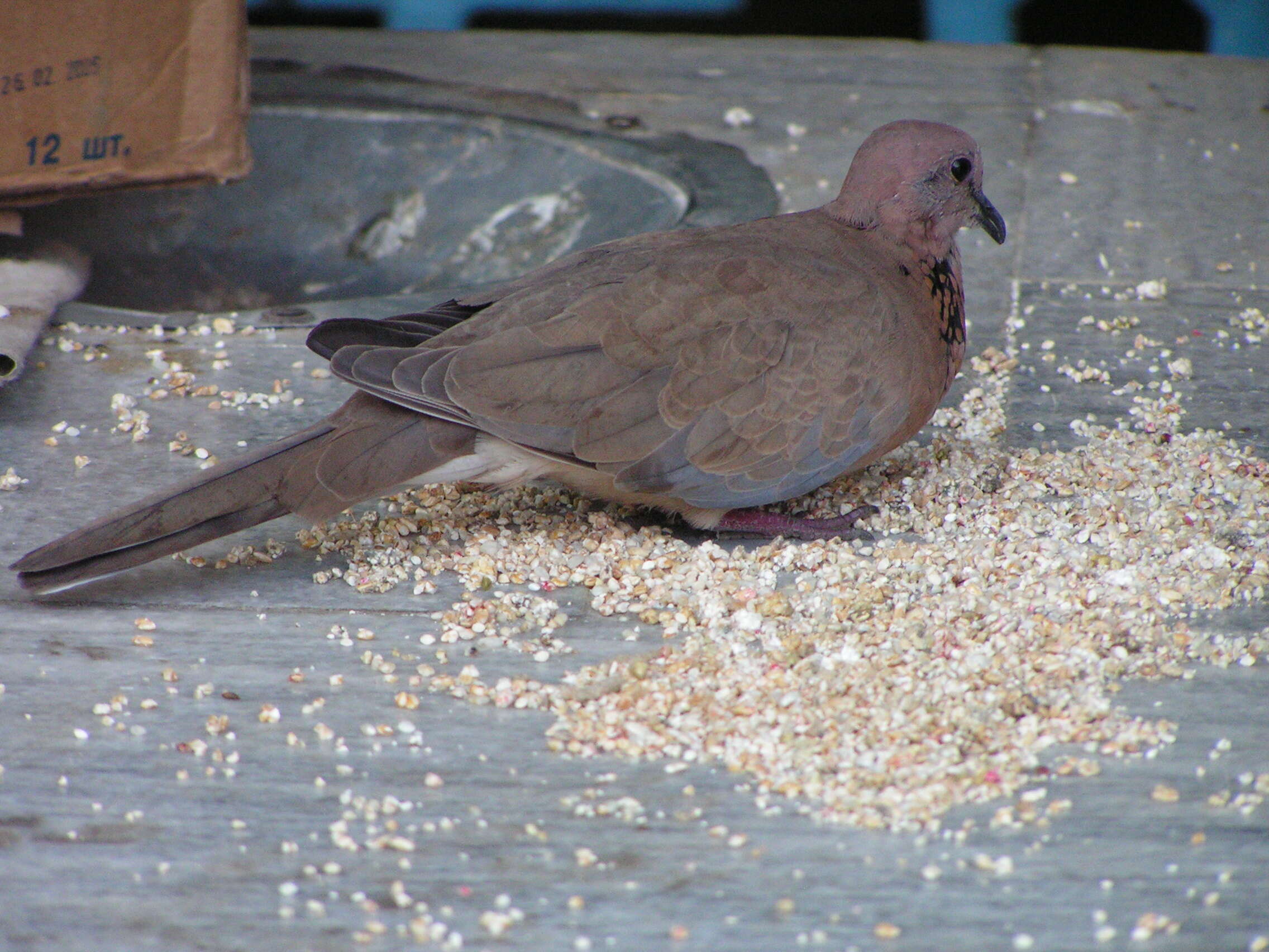 Image of laughing dove