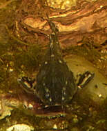 Image of Spotted raphael catfish