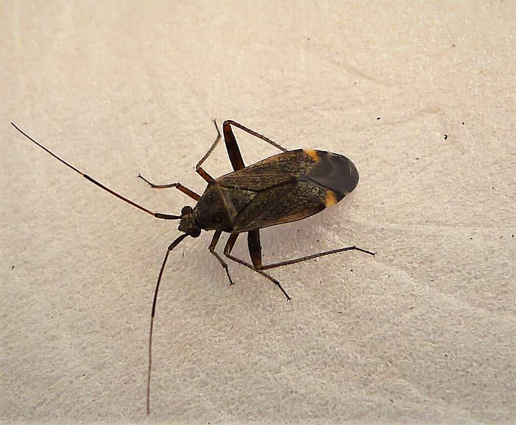 Image of Closterotomus