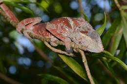 Image of Malagasy chameleons