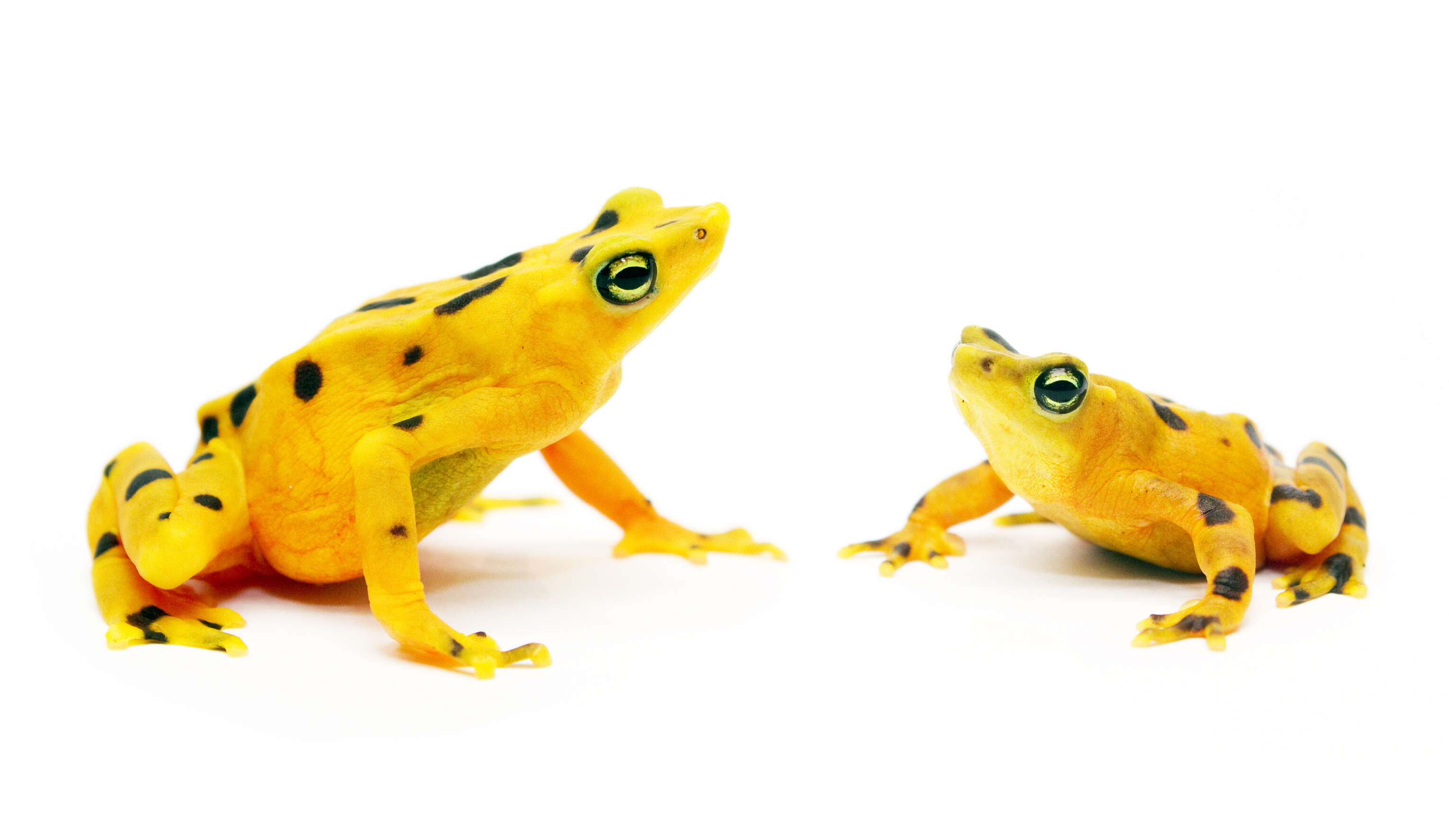 Image of harlequin frogs