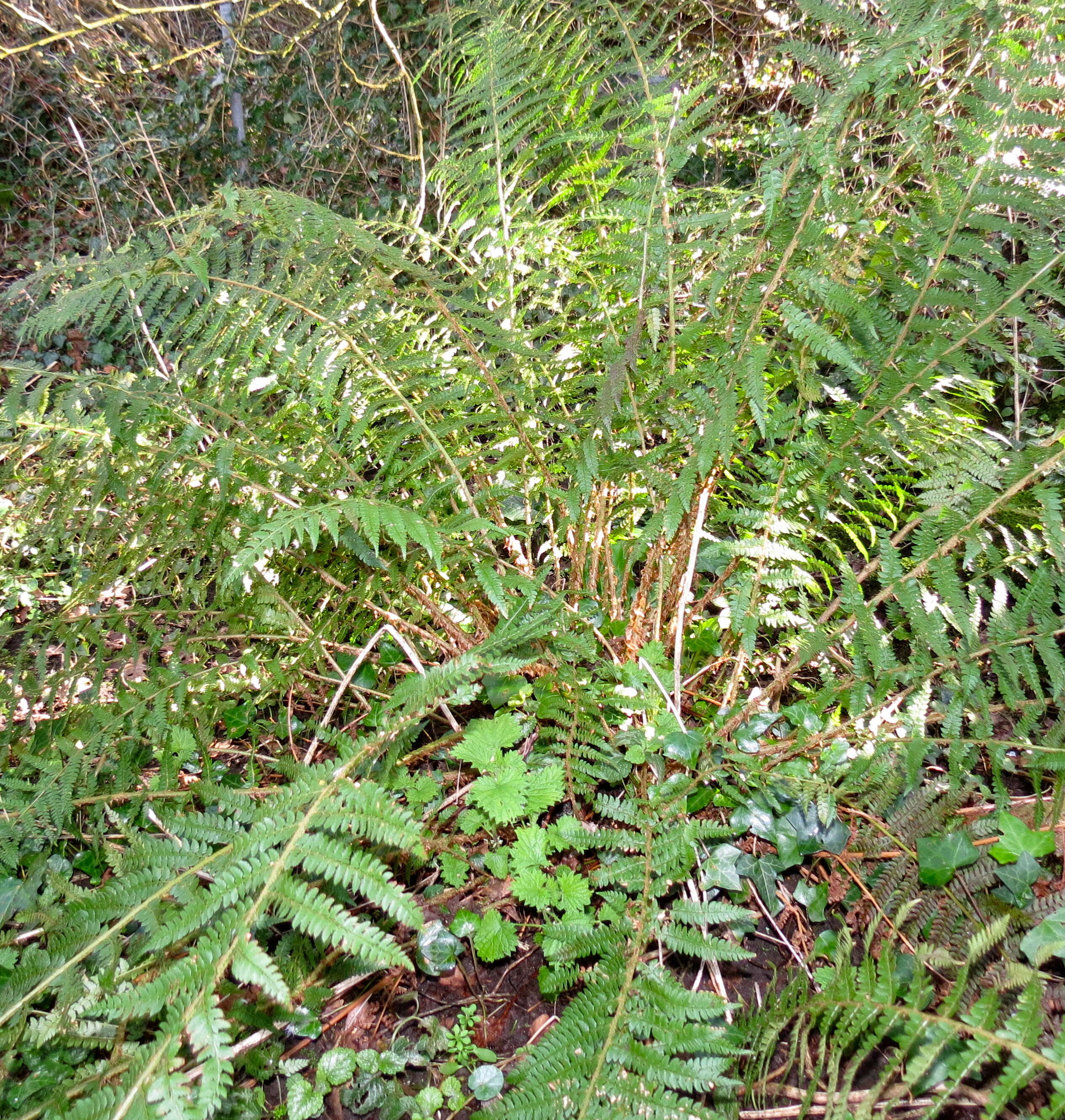 Image de polystic à soies