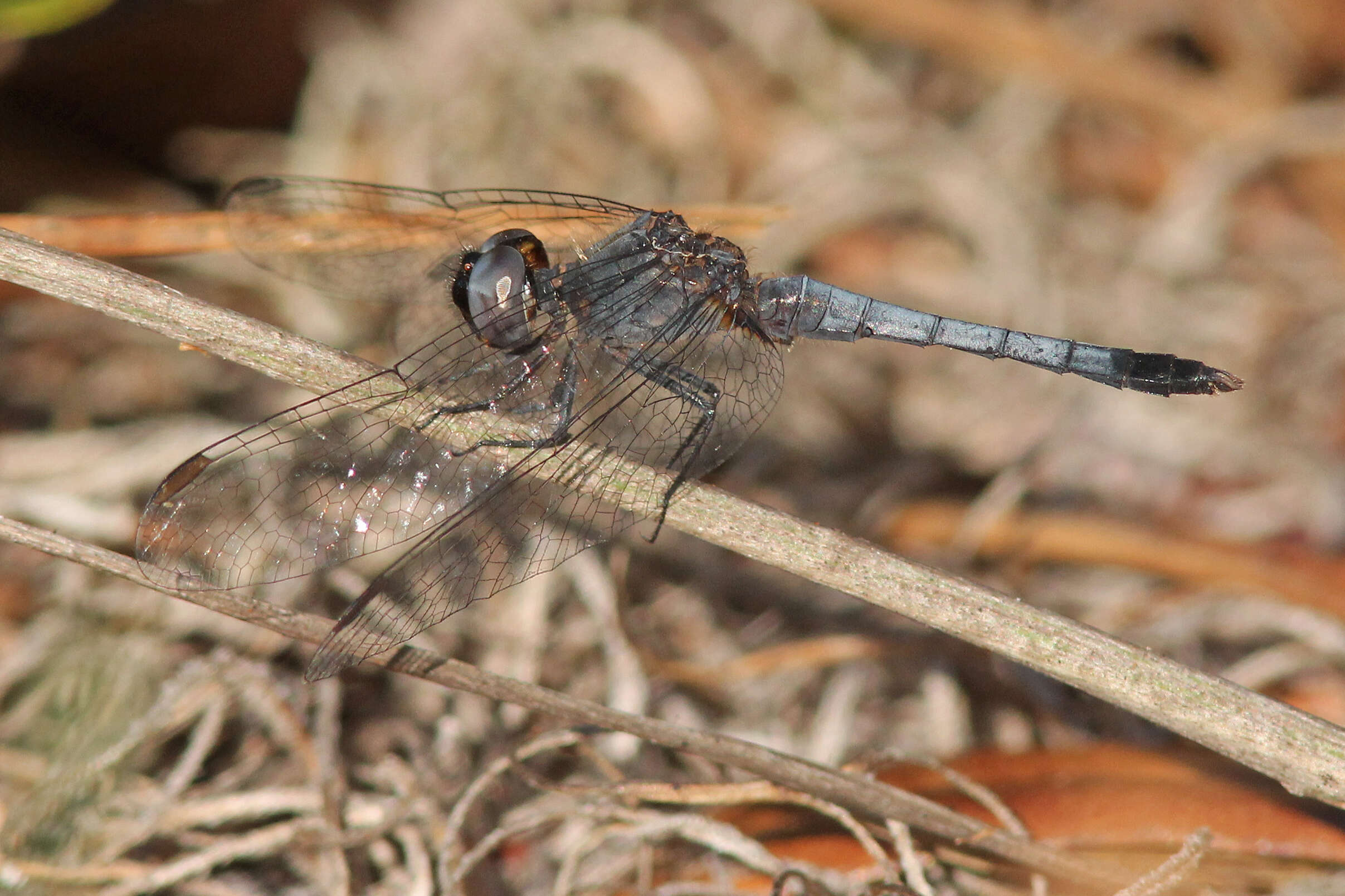 Image of Little Blue Dragonlet