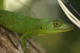 Image of Cuvier's Anole
