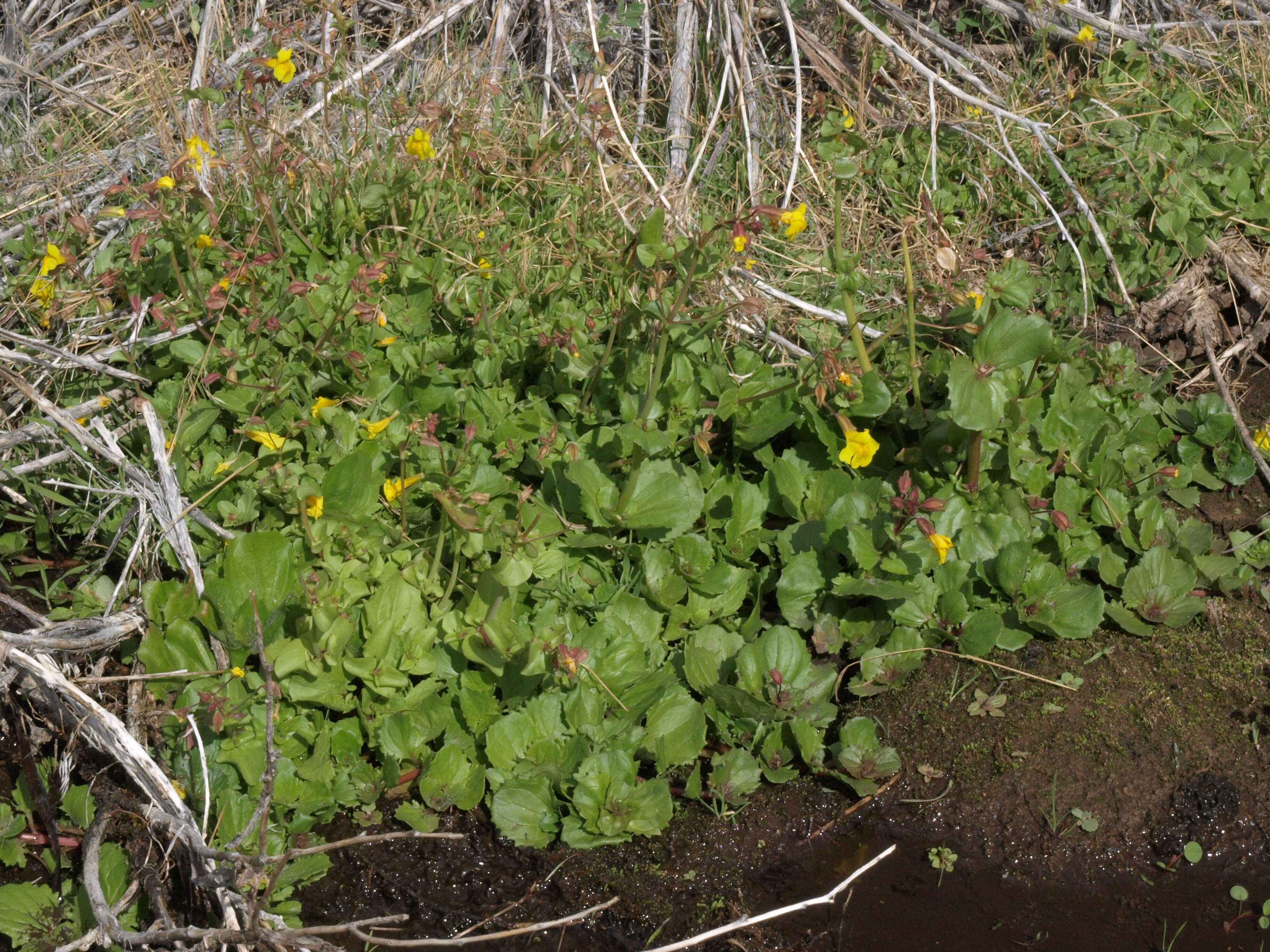 Plancia ëd Erythranthe guttata (DC.) G. L. Nesom