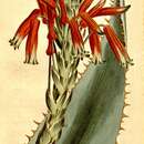 Image of Aloe glauca var. glauca