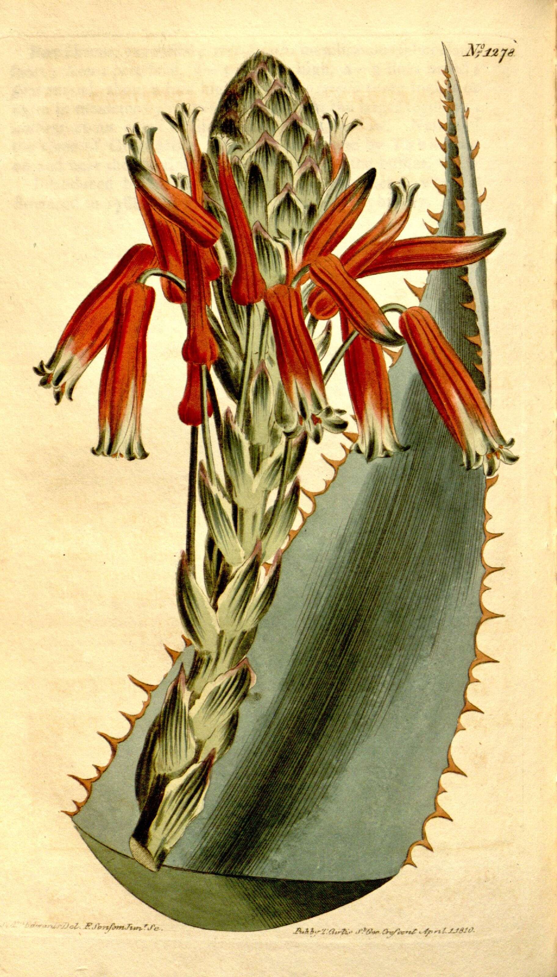 Image of Aloe glauca Mill.