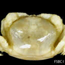 Image of seabiscuit pea crab