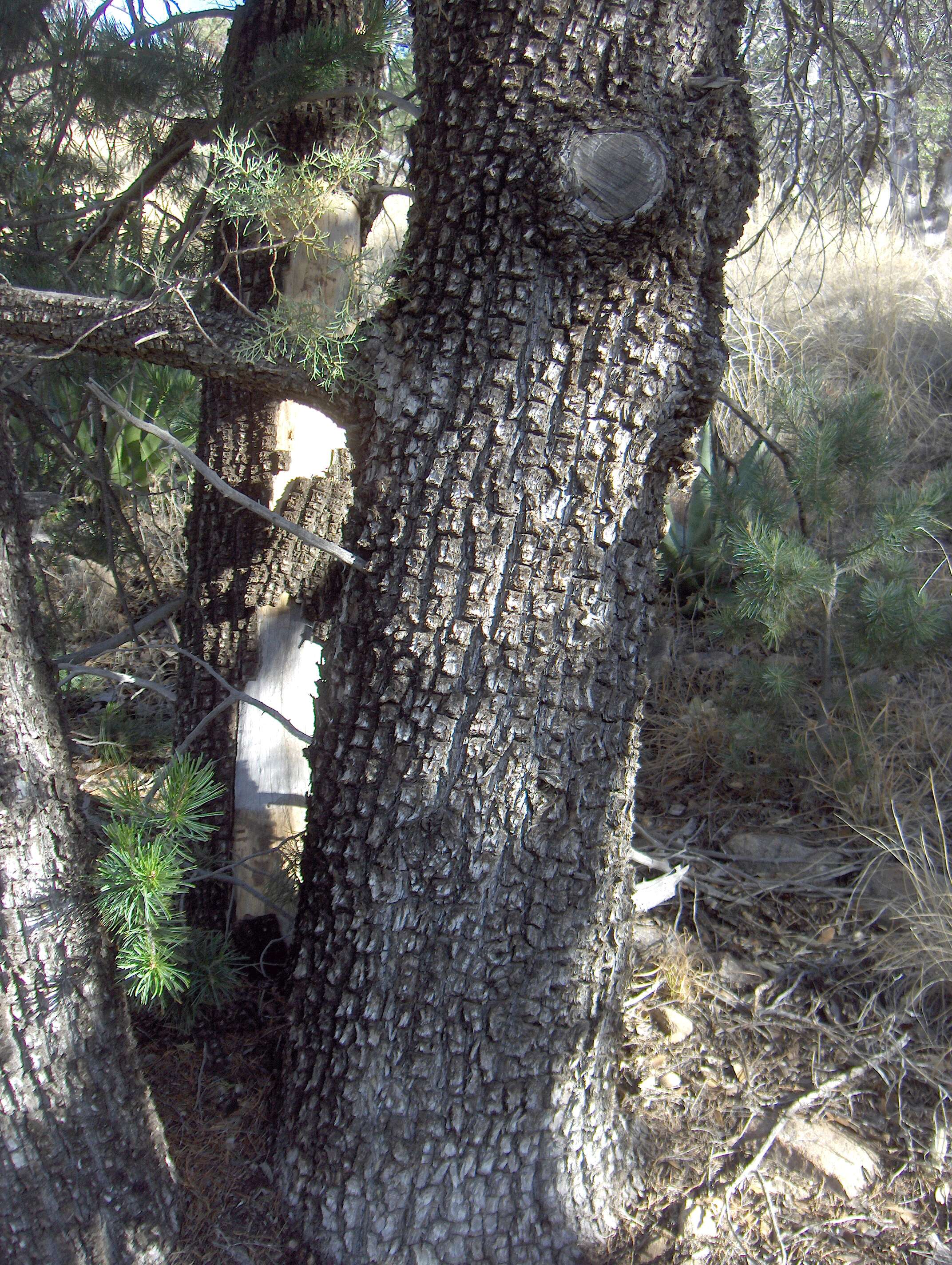 Image of juniper