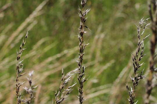 Image of oatgrass