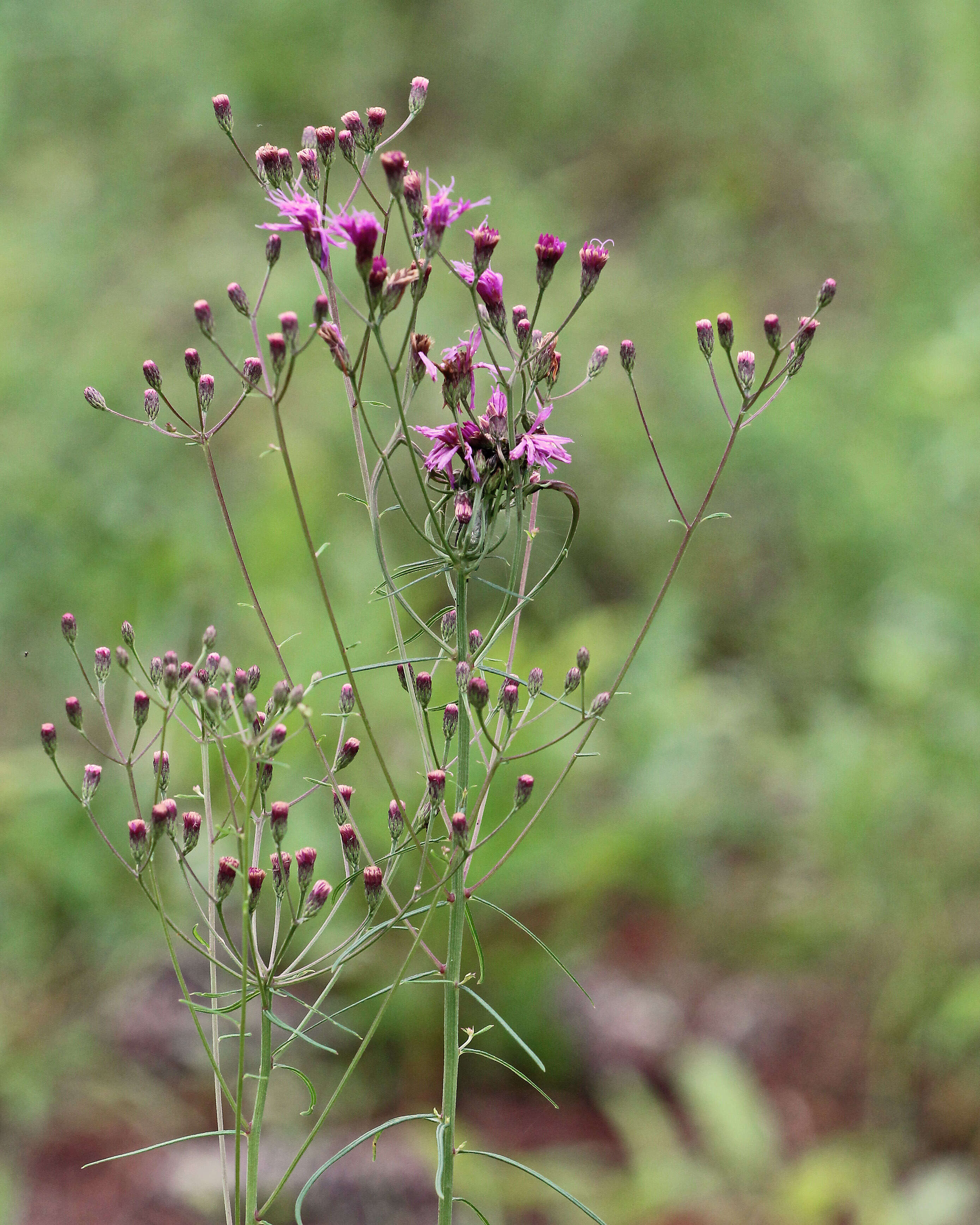 Image of ironweed