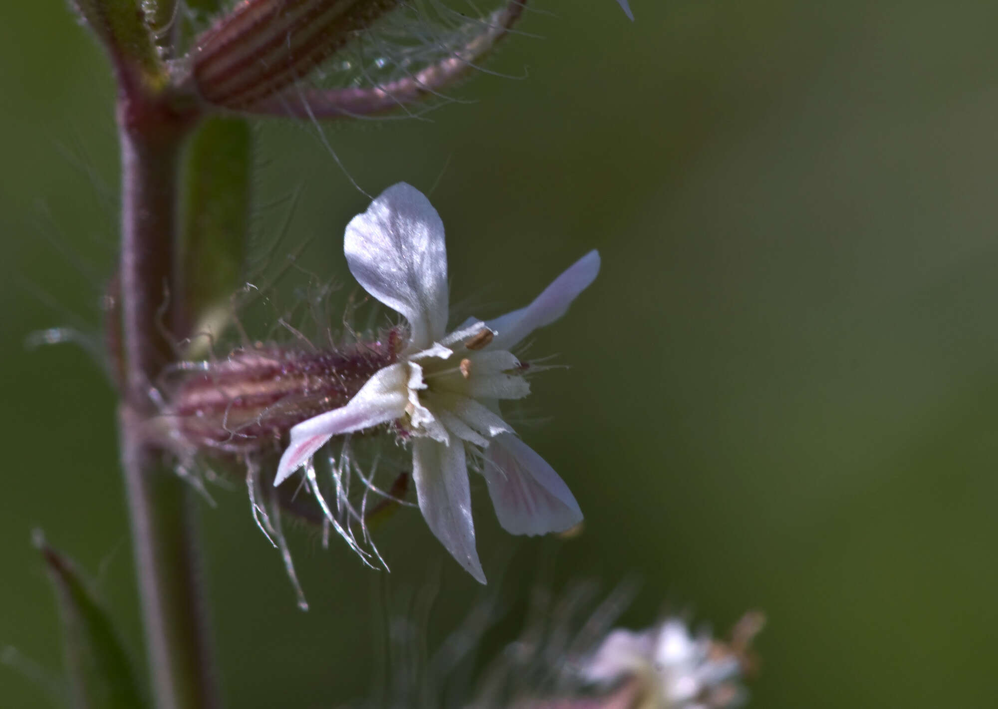 Image of Catchfly