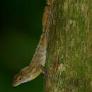 Image of Anolis gundlachi Peters 1877