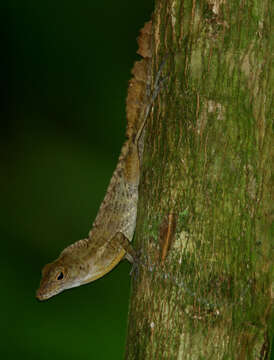 Image of Anolis gundlachi Peters 1877