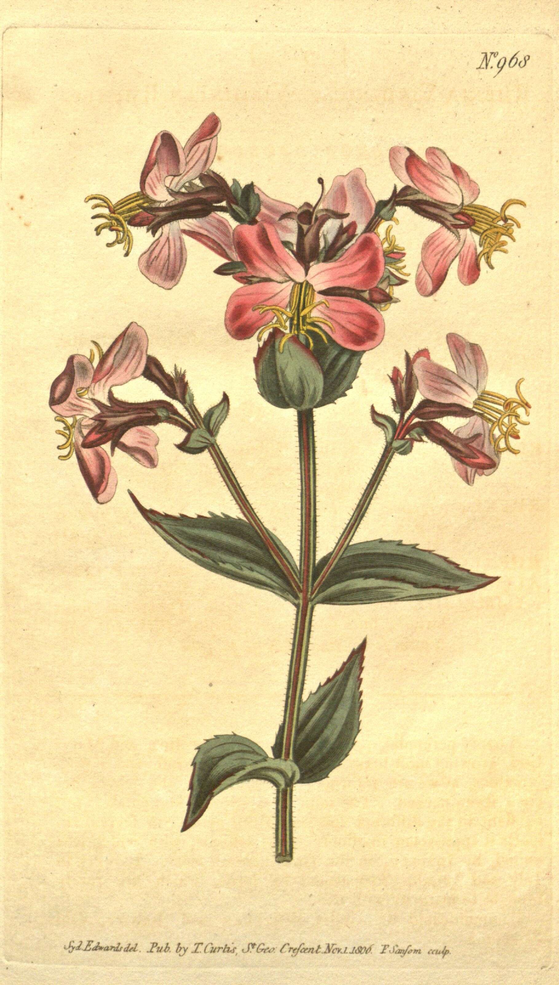 Image of meadowbeauty