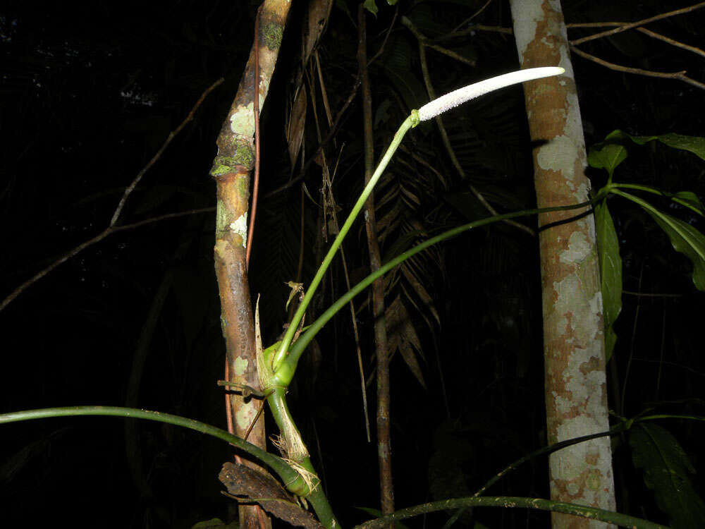 Image of Anthurium pentaphyllum (Aubl.) G. Don