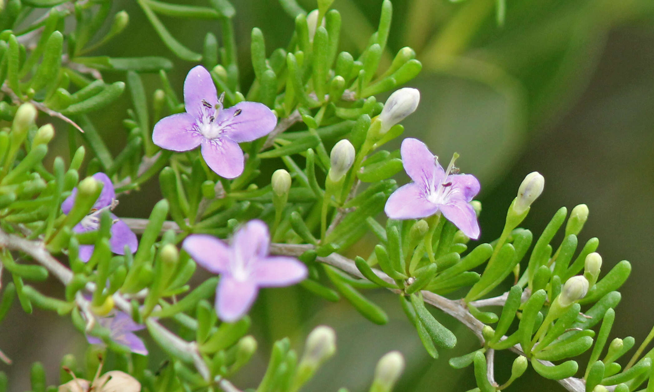 Image of Carolina desert-thorn