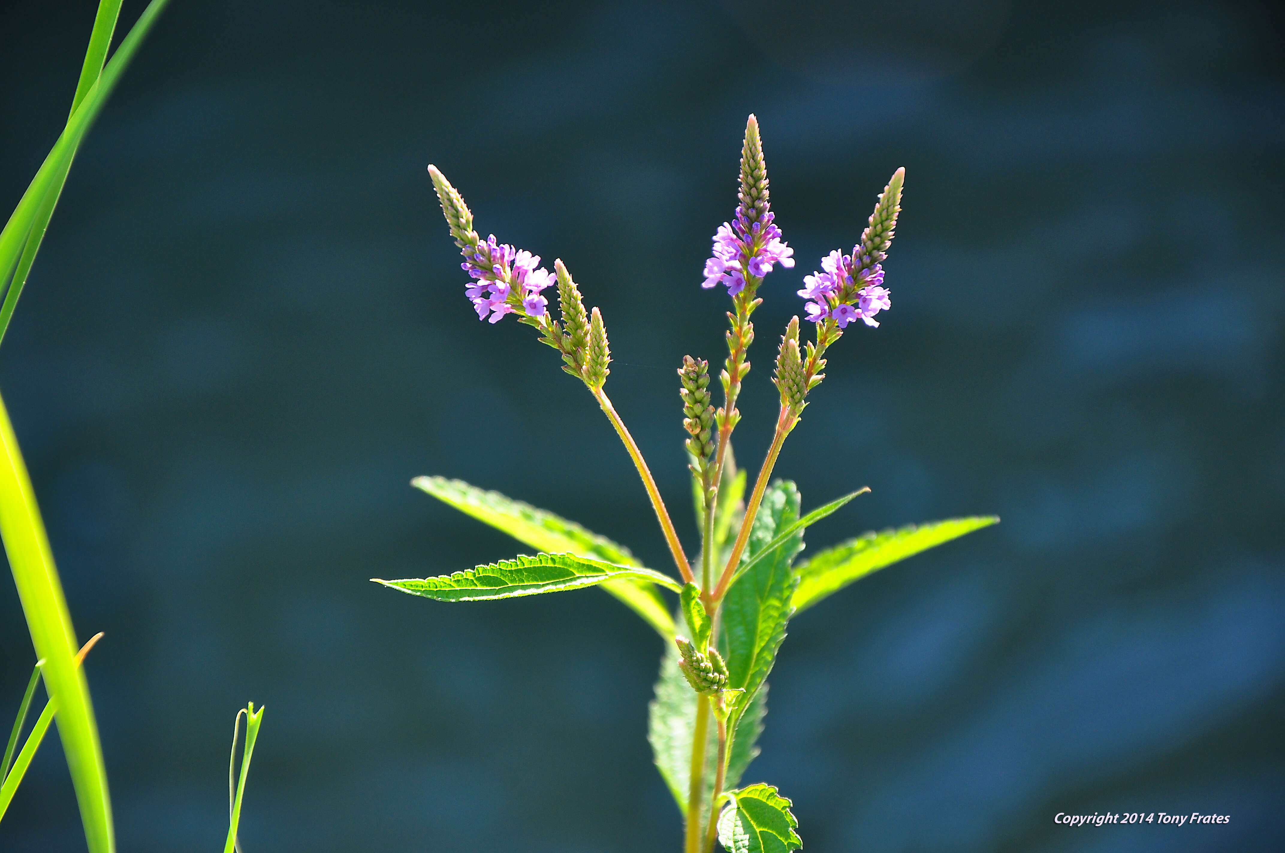 Image of swamp verbena