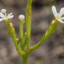 Image of Dwarf Triggerplant