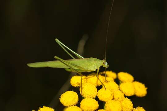 Image of sickle-bearing bush-cricket