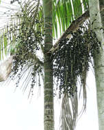 Image of Assai palm