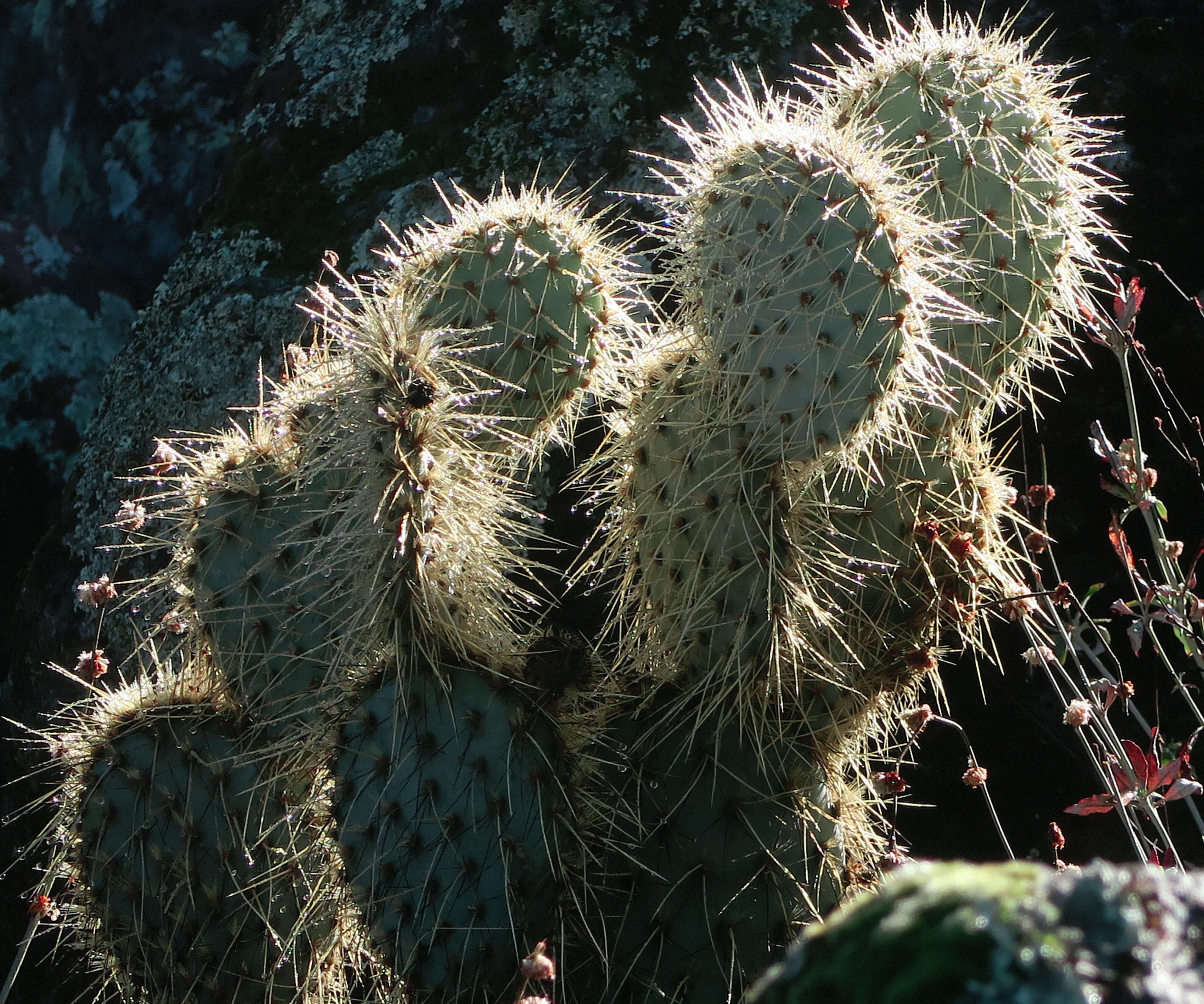 Image of Dollar-joint Prickly-pear