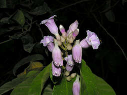 Image of Maripa nicaraguensis Hemsl.