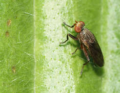 Image of Pelidnoptera nigripennis (Fabricius 1794)