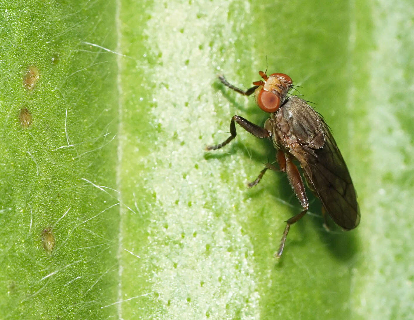 Image of Pelidnoptera nigripennis (Fabricius 1794)