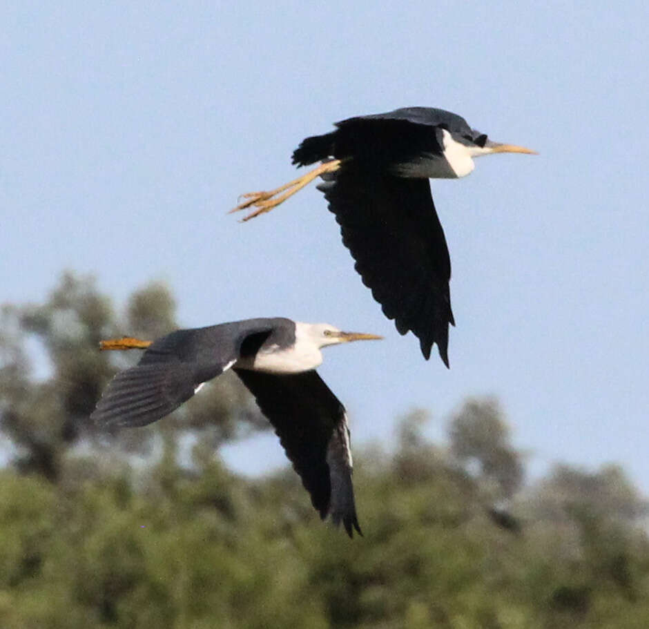 Imagem de Egretta picata (Gould 1845)