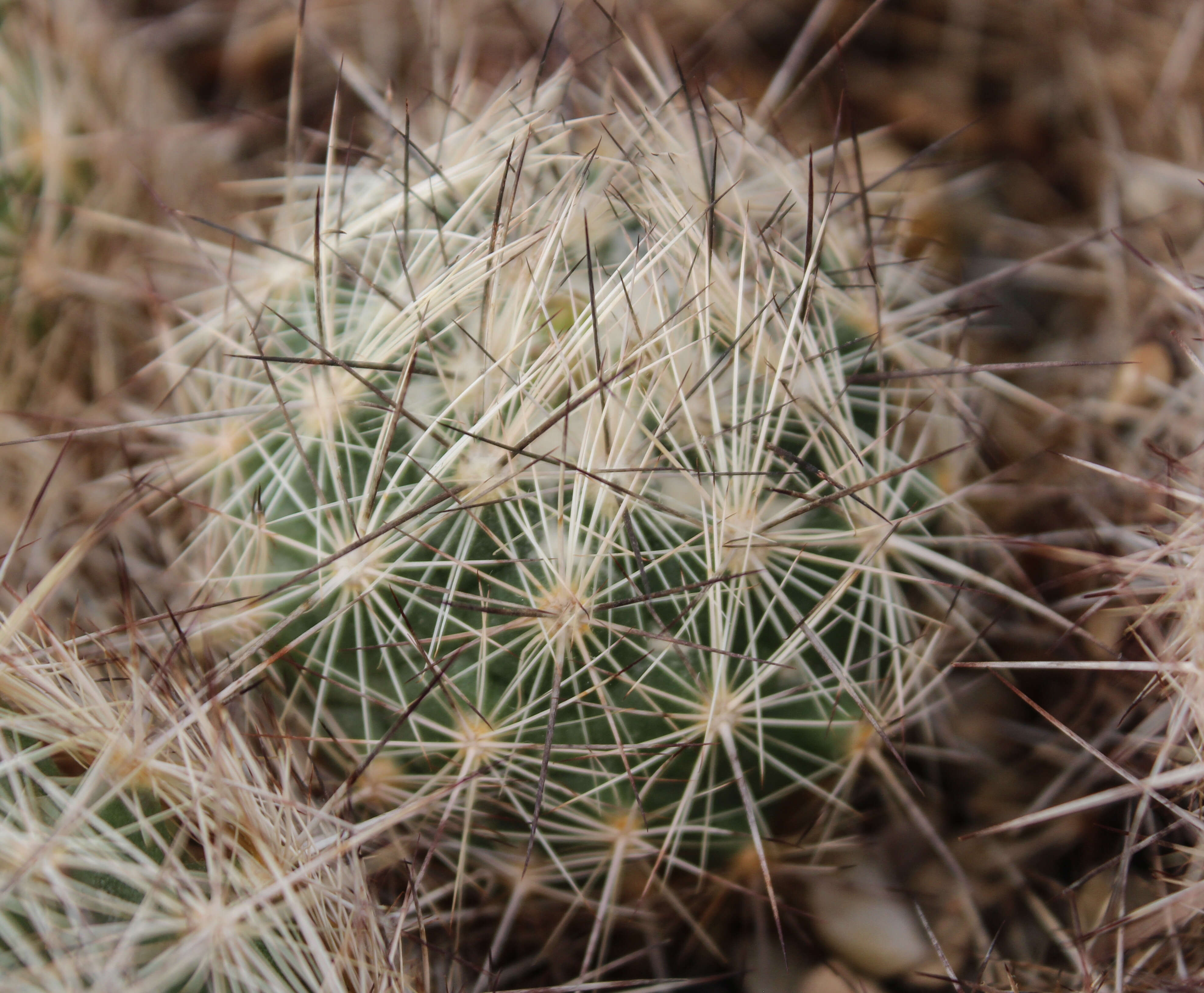 Image of Bunched Cory Cactus