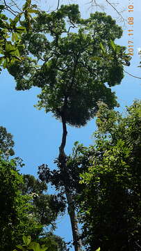 Image of Pouteria macrophylla (Lam.) Eyma